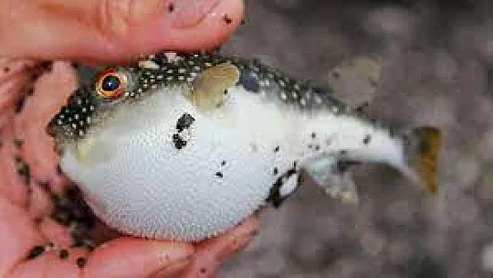 Balon balığı alımları başladı