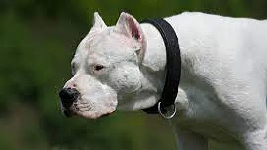 Tehlikeli Köpek Yetiştirenlere 11 bin TL Ceza