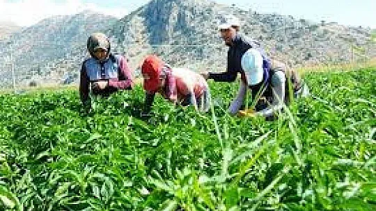 Küçük aile işletmelerine tarımsal destek