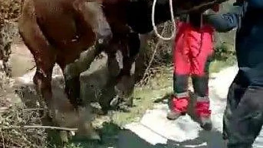 İneği kurtarmak için seferber oldular