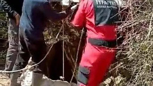 İneği kurtarmak için seferber oldular