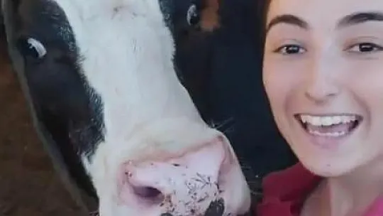İneğin selfie merakı sosyal medyada viral oldu