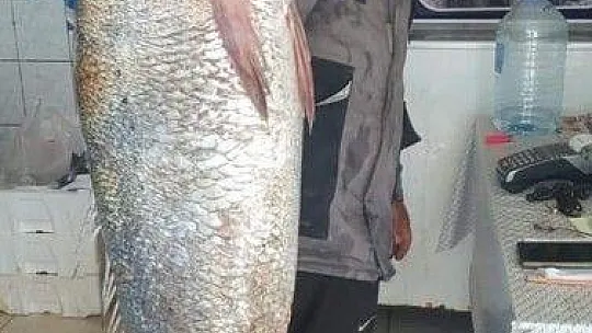 İnsan boyundaki levrek görenleri şaşırttı