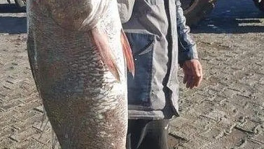 İnsan boyundaki levrek görenleri şaşırttı