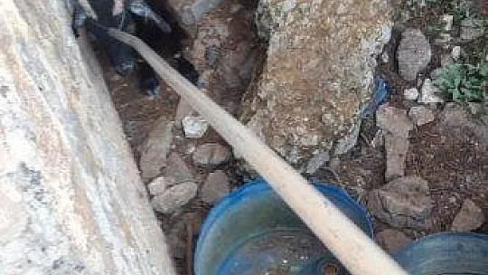 İtfaiye'den keçi kurtarma operasyonu