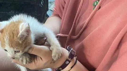 İtfaiye ekipleri, yanan evi söndürmek ve içeride bulunan kedi yavrusunu kurtarmak için seferber oldu