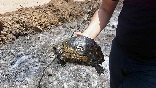 İtfaiyecilerden kaplumbağaya can suyu