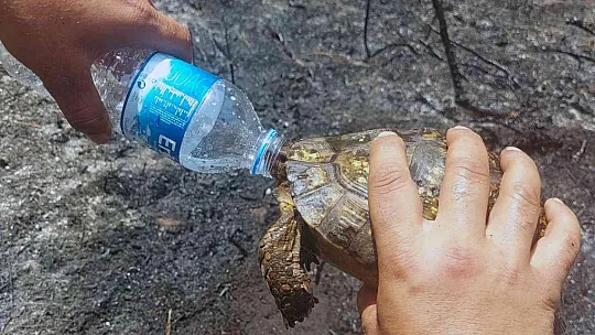 İtfaiyecilerden kaplumbağaya can suyu