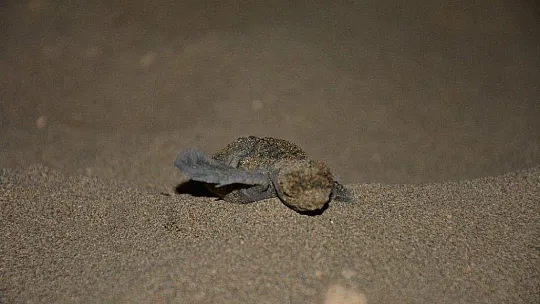 İztuzu'nda yuva rekor sayıya ulaştı