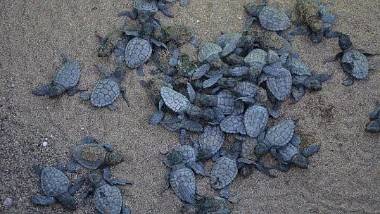 İztuzu'nda yuva rekor sayıya ulaştı