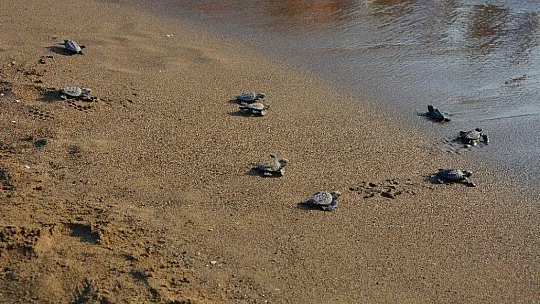 İztuzu'nda yuva rekor sayıya ulaştı