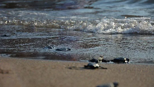 İztuzu'nda yuva rekor sayıya ulaştı