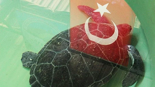 İztuzu sahilinde rekor yuva