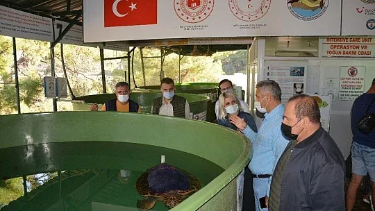 İztuzu sahilinde rekor yuva