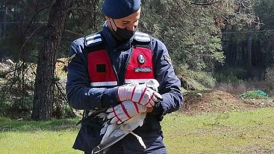 Jandarmanın hayvan hassasiyeti