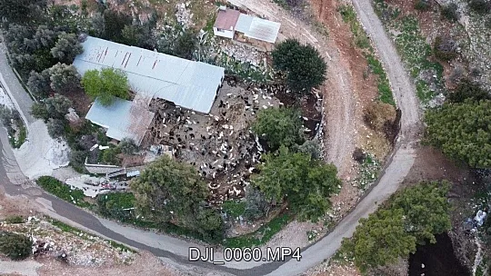 Kaçan keçilerini drone ile arayıp buluyor
