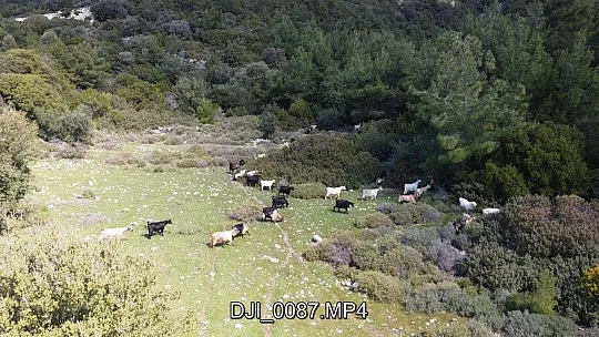 Kaçan keçilerini drone ile arayıp buluyor