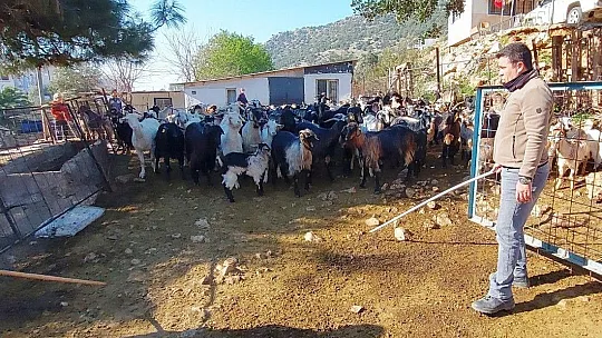 Kaçan keçilerini drone ile arayıp buluyor