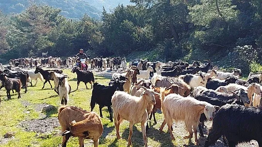 Kaçan keçilerini drone ile arayıp buluyor