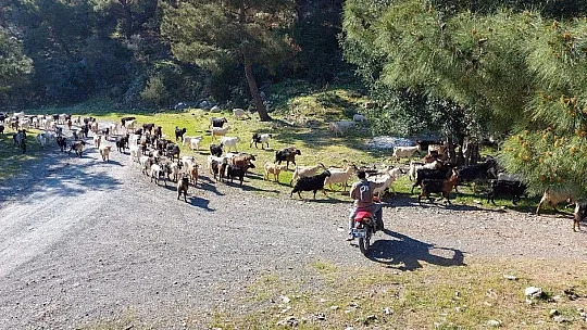 Kaçan keçilerini drone ile arayıp buluyor