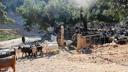 Kaçan keçilerini drone ile arayıp buluyor
