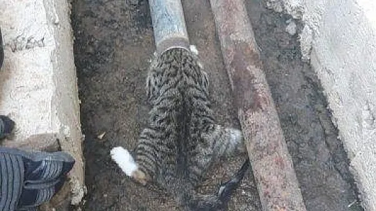 Kafası demir boruya sıkışan yavru kedi kurtarıldı