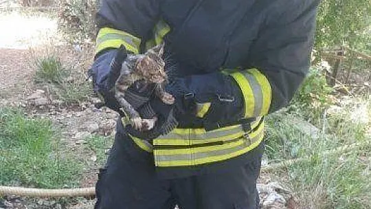Kafası demir boruya sıkışan yavru kedi kurtarıldı