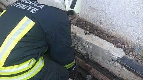 Kafası demir boruya sıkışan yavru kedi kurtarıldı