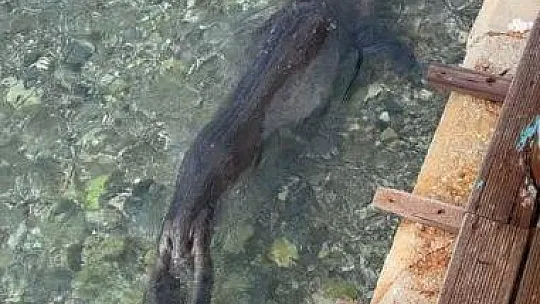 Kameralara adeta poz verdi