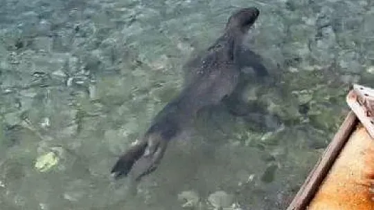 Kameralara adeta poz verdi