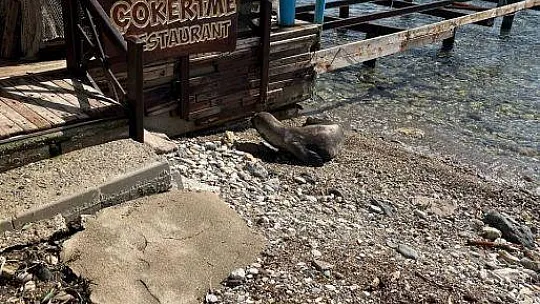 Kameralara adeta poz verdi