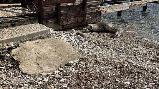 Kameralara adeta poz verdi