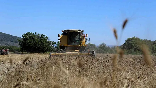 Karakılçık Buğdayları üreticiye ve ihtiyaç sahiplerine dağıtılacak