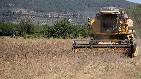 Karakılçık Buğdayları üreticiye ve ihtiyaç sahiplerine dağıtılacak
