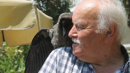 Karga kendisine yapılan iyiliği unutmadı