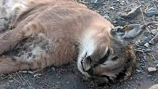 'Orman'ın Hayalet Kedisi' Ölü Bulundu