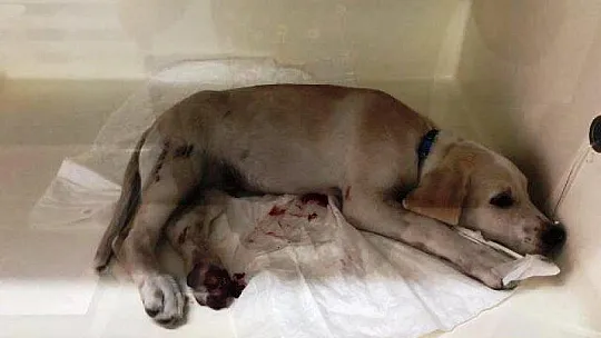 Kaza yapan köpeği veterinere götürürken ceza yedi