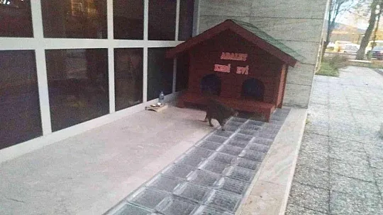 Kedi Adalet Muğla Adliyesinin maskotu oldu