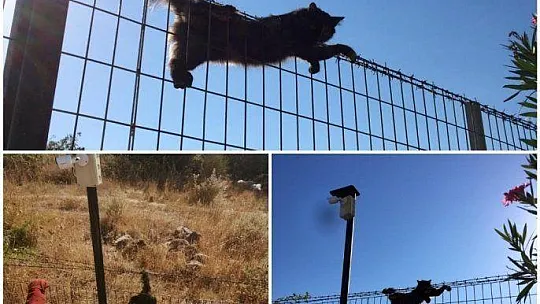 Kedi tele sıkıştı, itfaiye yardıma koştu