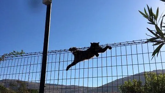 Kedi tele sıkıştı, itfaiye yardıma koştu