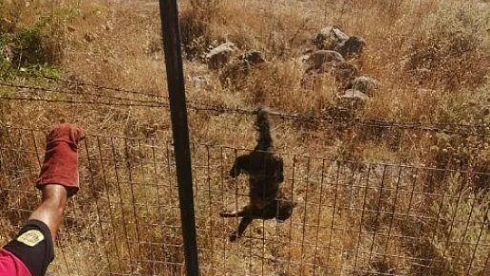 Kedi tele sıkıştı, itfaiye yardıma koştu