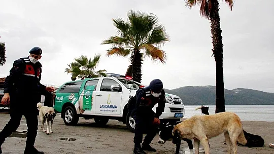Kedi ve köpeklere mikroçip
