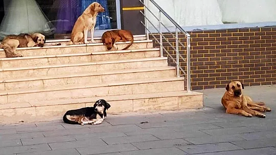Kedi ve köpeklere mikroçip