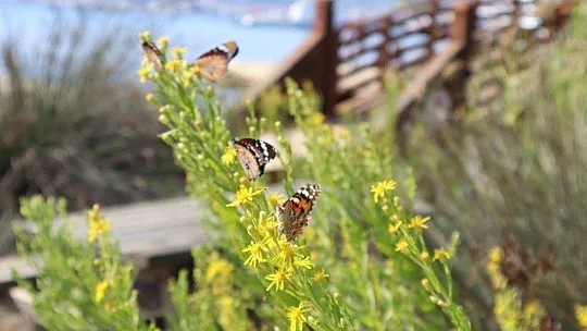 Kendini kelebeklere adadı
