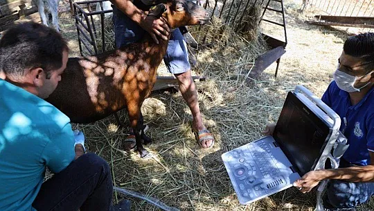 Kıl keçilerine ultrasonlu sağlık kontrolü