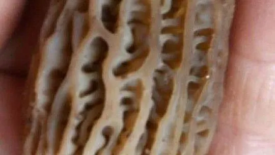 Kilosu 300 liradan satılıyor