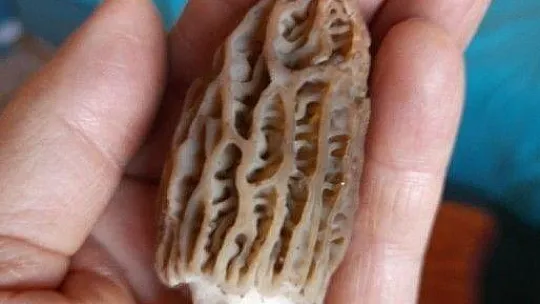 Kilosu 300 liradan satılıyor