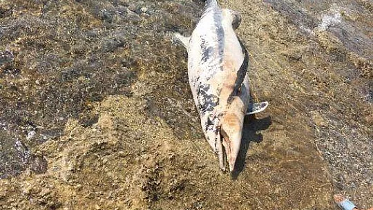 Kıyıya vuran ölü yunus turistleri şoke etti