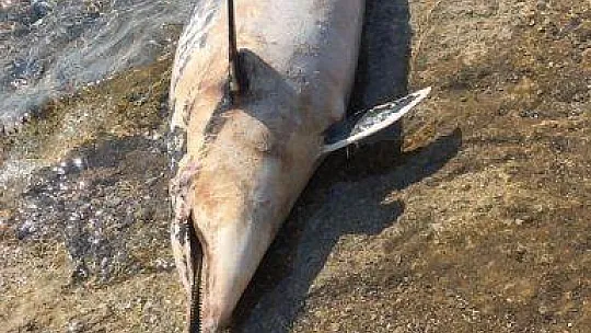 Kıyıya vuran ölü yunus turistleri şoke etti