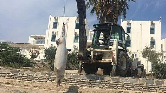 Kıyıya vuran ölü yunus turistleri şoke etti